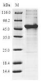 Human KCTD15 protein