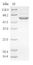 Human RNF212 protein
