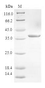 Human S100A3 protein