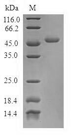 Human TNNC2 protein