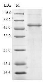 Human C14orf166 protein