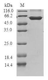 Human CCND3 protein