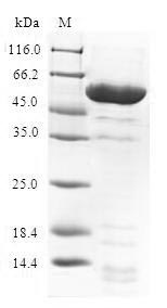 Human PHB2 protein