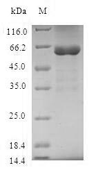 Human STX11 protein