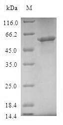 Human TOMM40 protein