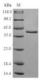 Human RBP2 protein