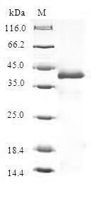 Human THRSP protein