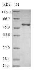 Human RALB protein