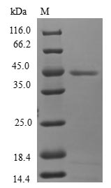 Human MTFP1 protein