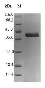 Human PEA15 protein