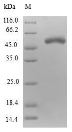 Human PPP1R8 protein
