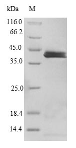 Human IL36A protein