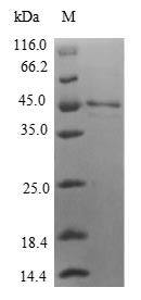 Human IL36G protein