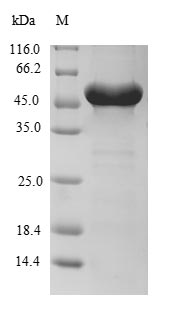 Human RNF114 protein