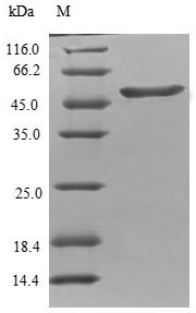 Human TPPP protein