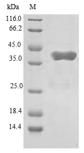 Human GATC protein