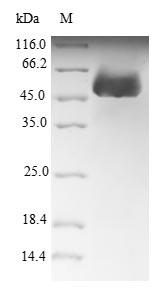 Plant MED36B protein
