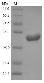 Mouse Klk8 protein
