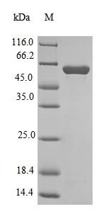 Bacterial mdh protein