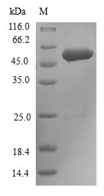 Human FGFR3 protein