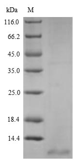 Fish cnp protein