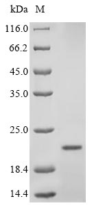 Mouse Ins1 protein