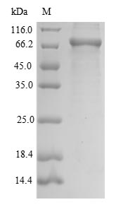 Mouse Masp2 protein
