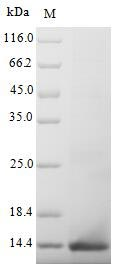 Mouse Amh protein