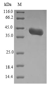 Yeast ALS3 protein