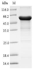 Human AADAC protein