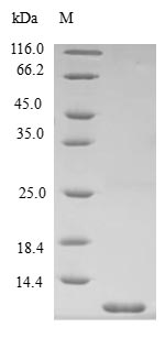 spoVM protein