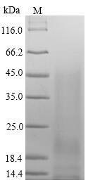 Mouse Jchain protein