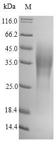 Bacterial caf1 protein