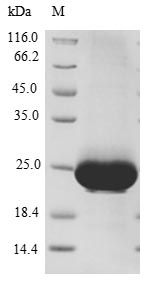 Human RAB10 protein