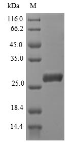 Parasite AMA-1 protein