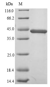 Human TARDBP protein