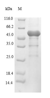 Bacterial lpxC protein