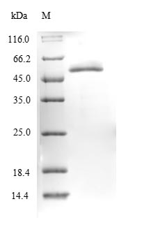 Bacterial laaA protein