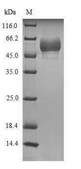 Human HTR3E protein