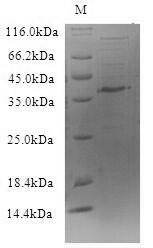 Dog Cationic trypsin protein