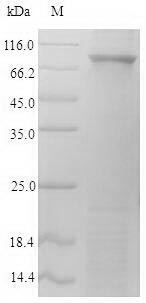 Mouse Fap protein
