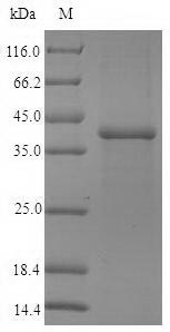 Human SFTPA1 protein