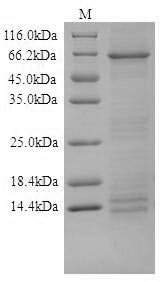 human DSG1 protein
