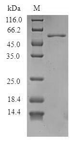 Plant Arachis hypogaea Allergen Ara h 1 protein