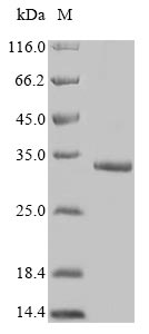 human FAM167A protein