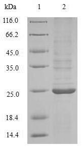 Plant Avena sativa Endochitinase protein