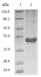 E. coli phoP protein