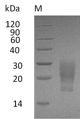 Human CSF2 protein