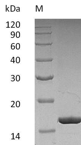 Human CSF3 protein