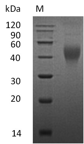 Mouse Csf1 protein